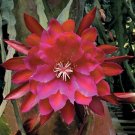 15 Seeds Seeds Orchid Cact ‘Three Oranges Hoe Plant Garden Flowers Fresh For Garden