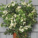 15 Seeds Seeds Orange Jasmine Hoe Plant Garden Flowers Fresh For Garden 15 Seeds Seeds Orange Jasmine Hoe Plant Garden Flowers Fresh For Garden