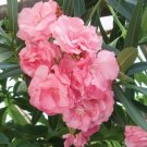 15 Seeds Seeds Oleander ‘Peachblossom Hoe Plant Garden Flowers Fresh For Garden
