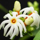 15 Seeds Seeds Nightflowering Jasmine Hoe Plant Garden Flowers Fresh For Garden