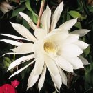 15 Seeds Seeds Night Blooming Cere Hoe Plant Garden Flowers Fresh For Garden 15 Seeds Seeds Night Blooming Cere Hoe Plant Garden Flowers Fresh For Garden