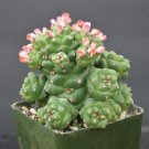 15 Seeds Seeds Euphorbia Ritchiehoe Plant Garden Flowers Fresh For Garden