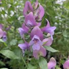 15 Seeds Seeds Mint Bh Hoe Plant Garden Flowers Fresh For Garden 15 Seeds Seeds Mint Bh Hoe Plant Garden Flowers Fresh For Garden
