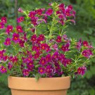 15 Seeds Seeds Mimul ‘Jelly Bean Hoe Plant Garden Flowers Fresh For Garden