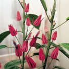 15 Seeds Seeds Many Flowers Pavonia Hoe Plant Garden Flowers Fresh For Garden 15 Seeds Seeds Many Flowers Pavonia Hoe Plant Garden Flowers Fresh For Garden