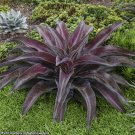 15 Seeds Seeds Mangave ‘Mission To Mars Hoe Plant Garden Flowers Fresh For Garden
