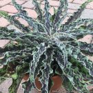 15 Seeds Seeds Manfreda ‘Mint Chocolate Hoe Plant Garden Flowers Fresh For Garden
