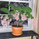 15 Seeds Seeds Malaysian Orchid Hoe Plant Garden Flowers Fresh For Garden