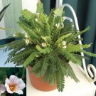 15 Seeds Seeds Little Tree Plant Hoe Plant Garden Flowers Fresh For Garden 15 Seeds Seeds Little Tree Plant Hoe Plant Garden Flowers Fresh For Garden