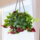 15 Seeds Seeds Lipstick Plant ‘Mona Lisa Hoe Plant Garden Flowers Fresh For Garden