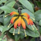 15 Seeds Seeds Lipstick Plant ‘Black Pagoda’ Hoe Plant Garden Flowers Fresh For Garden 15 Seeds Seeds Lipstick Plant ‘Black Pagoda’ Hoe Plant Garden Flowers Fresh For Garden