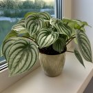 15 Seeds Seeds Peperomia Argyreia Hoe Plant Garden Flowers Fresh For Garden