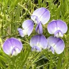 15 Seeds Seeds Koolaid Bh Hoe Plant Garden Flowers Fresh For Garden