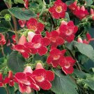15 Seeds Seeds Kohleria ‘Longwood Hoe Plant Garden Flowers Fresh For Garden