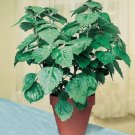 15 Seeds Seeds Java Patchoulhoe Plant Garden Flowers Fresh For Garden
