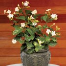 15 Seeds Seeds Jasmine ‘Maid Of Orleans Hoe Plant Garden Flowers Fresh For Garden