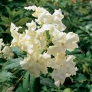 15 Seeds Seeds Jamaican Lady Hoe Plant Garden Flowers Fresh For Garden