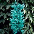 15 Seeds Seeds Jade Vine Hoe Plant Garden Flowers Fresh For Garden