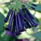15 Seeds Seeds Iochroma Royal Queen Hoe Plant Garden Flowers Fresh For Garden