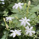 15 Seeds Seeds Indian Jujasmine Hoe Plant Garden Flowers Fresh For Garden 15 Seeds Seeds Indian Jujasmine Hoe Plant Garden Flowers Fresh For Garden
