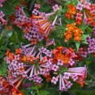 15 Seeds Seeds Hummingbird Flower Hoe Plant Garden Flowers Fresh For Garden 15 Seeds Seeds Hummingbird Flower Hoe Plant Garden Flowers Fresh For Garden