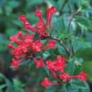 15 Seeds Seeds Hummingbird Flower ‘Ruby Hoe Plant Garden Flowers Fresh For Garden 15 Seeds Seeds Hummingbird Flower ‘Ruby Hoe Plant Garden Flowers Fresh For Garden