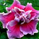 15 Seeds Seeds Hibisc ‘Tahitian Trace Hoe Plant Garden Flowers Fresh For Garden