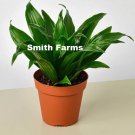 25 Seeds Dracaena Janet Craig Plant Flower Fresh For Garden 25 Seeds Dracaena Janet Craig Plant Flower Fresh For Garden