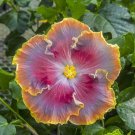 15 Seeds Seeds Hibisc ‘Night Runner Hoe Plant Garden Flowers Fresh For Garden