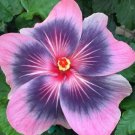 15 Seeds Seeds Hibisc ‘Midnight Tryst Hoe Plant Garden Flowers Fresh For Garden