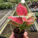 25 Seeds Chinese Evergreen Lady Valentine Plant Flower Fresh For Garden 25 Seeds Chinese Evergreen Lady Valentine Plant Flower Fresh For Garden