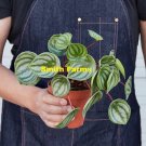 25 Seeds Peperomia Watermelon Plant Flower Fresh For Garden 25 Seeds Peperomia Watermelon Plant Flower Fresh For Garden