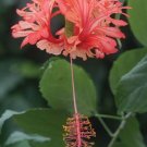 15 Seeds Seeds Hibisc ‘Japanese Lantern Hoe Plant Garden Flowers Fresh For Garden