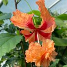 15 Seeds Seeds Hibisc ‘El Capitolio Orange Hoe Plant Garden Flowers Fresh For Garden