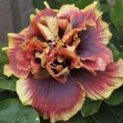 15 Seeds Seeds Hibisc ‘Crown Jellyfish Hoe Plant Garden Flowers Fresh For Garden