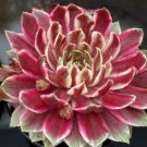 15 Seeds Seeds Hens & Chicks Chick Charms Red Hoe Plant Garden Flowers Fresh For Garden