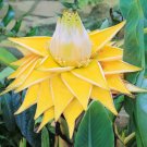 3 Seeds Golden Lot Banana Hoe Plant Garden Flowers Fresh For Garden