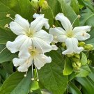 15 Seeds Seeds Glory Vine Hoe Plant Garden Flowers Fresh For Garden