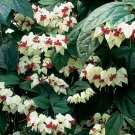 15 Seeds Seeds Glory Bower Hoe Plant Garden Flowers Fresh For Garden