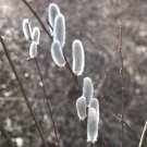 15 Seeds Seeds Giant White Psy Willow Hoe Plant Garden Flowers Fresh For Garden