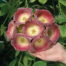 15 Seeds Seeds Giant Wax Plant Hoe Plant Garden Flowers Fresh For Garden