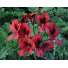 15 Seeds Seeds Geranium ‘Old Scarlet Hoe Plant Garden Flowers Fresh For Garden