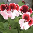 15 Seeds Seeds Geranium ‘Gardener’S Joy Hoe Plant Garden Flowers Fresh For Garden 15 Seeds Seeds Geranium ‘Gardener’S Joy Hoe Plant Garden Flowers Fresh For Garden