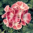 15 Seeds Seeds Geranium ‘Apricot Hoe Plant Garden Flowers Fresh For Garden