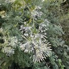 15 Seeds Seeds Fragrant Grevillea Hoe Plant Garden Flowers Fresh For Garden