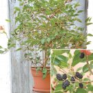 15 Seeds Seeds Dwarf Everbearing Mulberry Bh Hoe Plant Garden Flowers Fresh For Garden