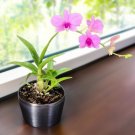 15 Seeds Seeds Dendrobium Orchid Hoe Plant Garden Flowers Fresh For Garden