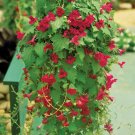 15 Seeds Seeds Creeping Gloxinia Lofos Hoe Plant Garden Flowers Fresh For Garden