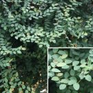 15 Seeds Seeds Creeping Fig Hoe Plant Garden Flowers Fresh For Garden