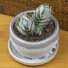 15 Seeds Seeds Crassula ‘Ivory Pagoda Hoe Plant Garden Flowers Fresh For Garden